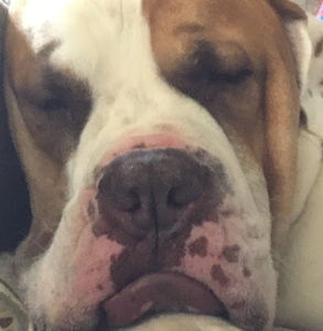 Meet your Posher, Penny